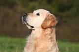 GOLDEN RETRIEVER 1059